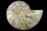 Cut & Polished Ammonite Fossil (Half) - Madagascar #157962-1